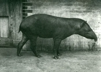 A Brazilian or South American Tapir at London Zoo, September 1922